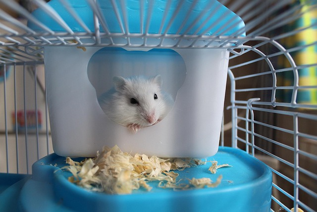 Undgå disse fejl, når du bruger træspåner i hamsterburet